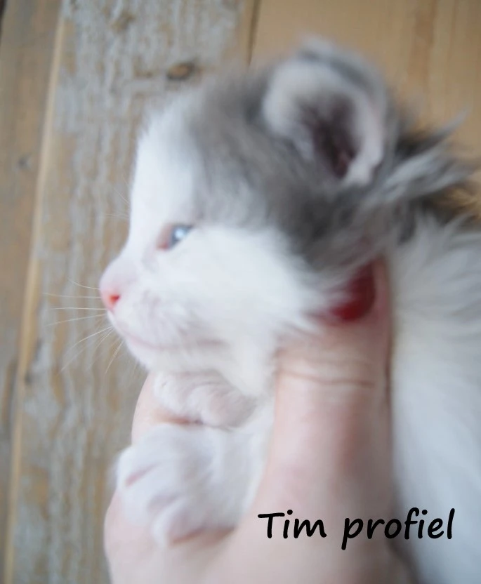 Tim